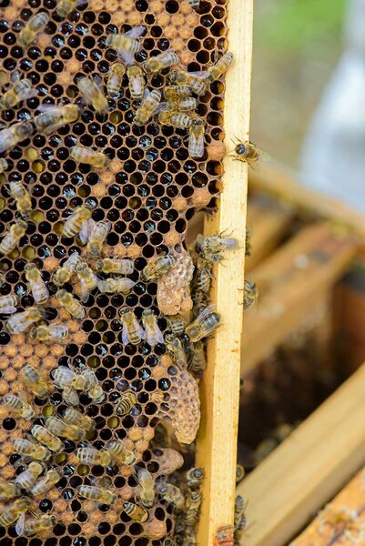 Bestcor Training Center - Cursuri Formare Profesionala Acreditate